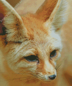 Close Up Fennec Fox Diamond Painting