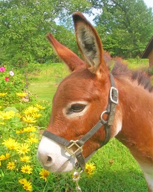 Donkey In Flowers Field Adult Diamond Painting