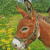 Donkey In Flowers Field Adult Diamond Painting