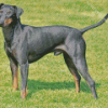 Manchester Terrier Diamond Painting