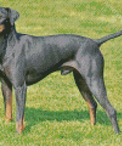 Manchester Terrier Diamond Painting