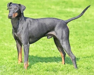 Manchester Terrier Diamond Painting