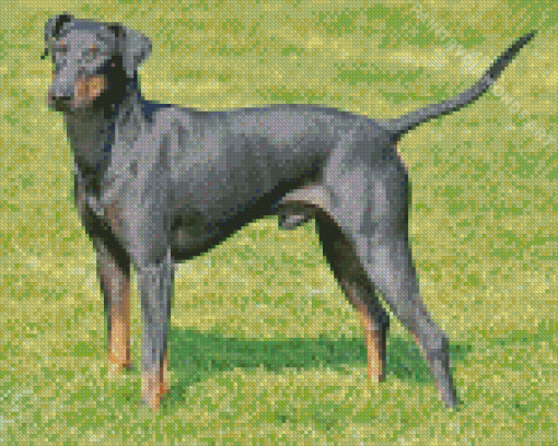 Manchester Terrier Diamond Painting