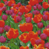 Orange Purple Tulips Diamond Painting