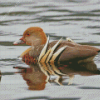 Plumed Whistling Duck Diamond Painting