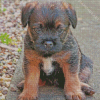 Close Up Border Terrier Puppy Diamond Painting