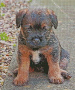 Close Up Border Terrier Puppy Diamond Painting