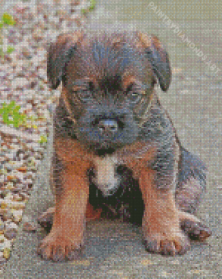 Close Up Border Terrier Puppy Diamond Painting