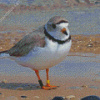 Piping Plover Bird Diamond Painting