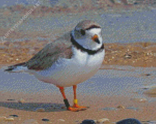 Piping Plover Bird Diamond Painting