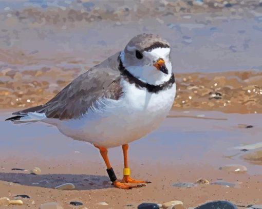 Piping Plover Bird Diamond Painting