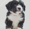 Black And White Bernedoodle Diamond Painting