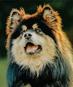 Finnish Lapphund Dog Diamond Painting