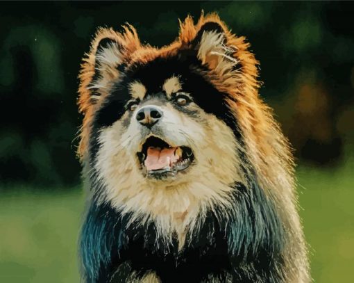 Finnish Lapphund Dog Diamond Painting