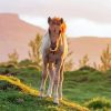 Horse Foal At Sunset Diamond Painting