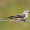 Oklahoma Flycatcher Bird Diamond Painting