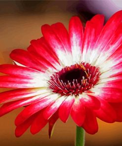 Red Gerbera Daisy Flowering Plant Diamond Painting
