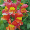 Snapdragons Diamond Painting