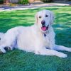 White Golden Retriever Dog Diamond Painting