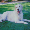 White Golden Retriever Dog Diamond Painting