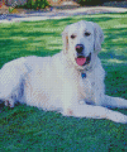 White Golden Retriever Dog Diamond Painting