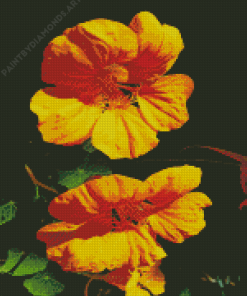 Yellow Nasturtium Flowers Diamond Painting