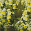 Yellow Snapdragons Diamond Painting