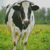 Black And White Cows In Field Diamond Painting