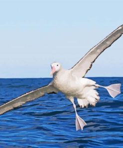 Flying Albatross Bird Diamond Painting