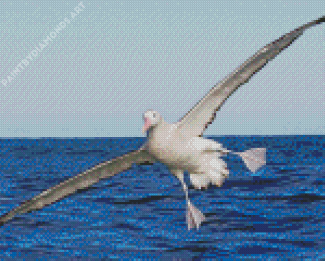 Flying Albatross Bird Diamond Painting
