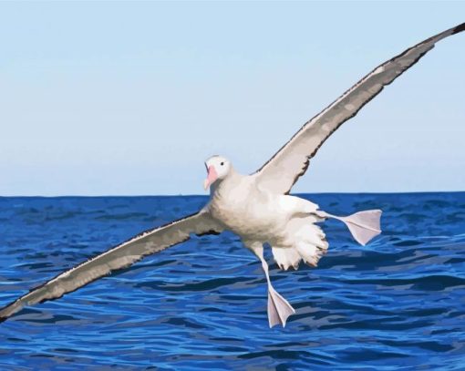 Flying Albatross Bird Diamond Painting