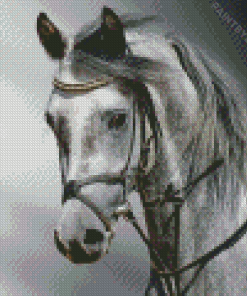 Grey Mare Horse Diamond Painting