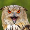 Mad Owl Bird Portrait Diamond Painting