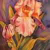 Pink Iris Flower Art Diamond Painting