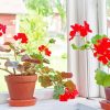Red Flowering Window Plants Diamond Painting