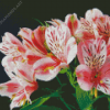 Rose Astromelias Diamond Painting