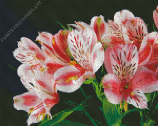 Rose Astromelias Diamond Painting