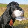 The Labrador Retriever Dog Hunting Duck Diamond Painting