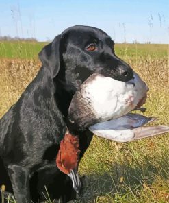 The Labrador Retriever Dog Hunting Duck Diamond Painting