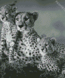 Black And White Cheetahs Diamond Painting