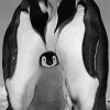 Black And White Penguins Life Diamond Painting