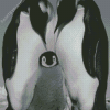 Black And White Penguins Life Diamond Painting