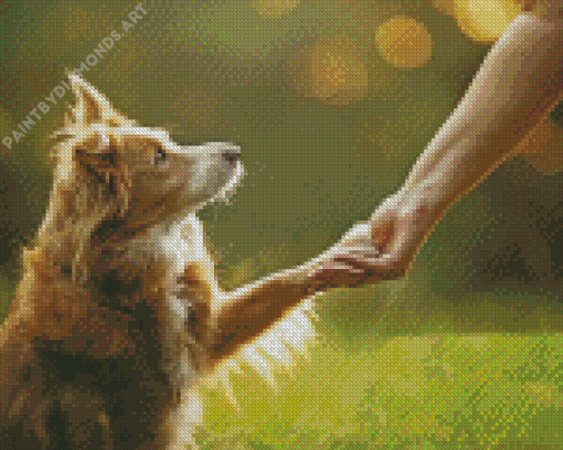 Blonde Border Collie Holding Human Hand Diamond Painting