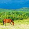 Brown Mare Horse In Nature Diamond Painting