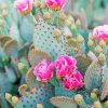 Cactus And Pink Flowers Diamond Painting