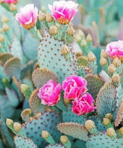 Cactus And Pink Flowers Diamond Painting