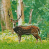 Chital Axis Deer Diamond Painting