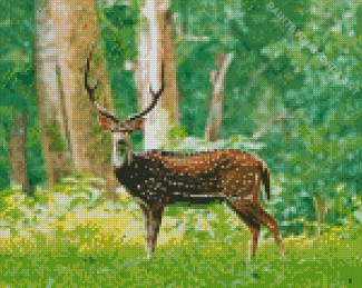 Chital Axis Deer Diamond Painting