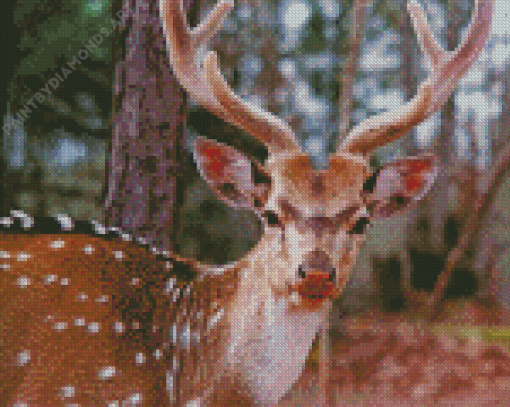 Close Up Axis Deer Diamond Painting