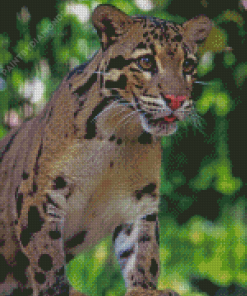 Clouded Leopard Animal Diamond Painting